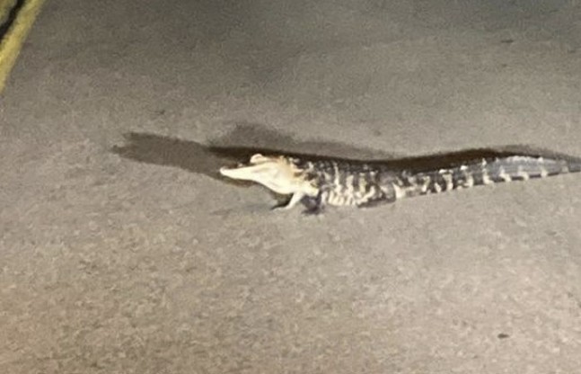 A small alligator is on the loose in West Mifflin