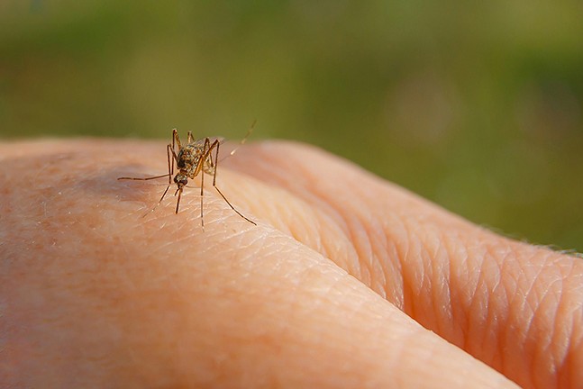 Health department announces mosquito season with West Nile prevention tips