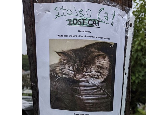 A poster for a lost cat, with "lost cat" crossed out and replaced with "stolen cat"