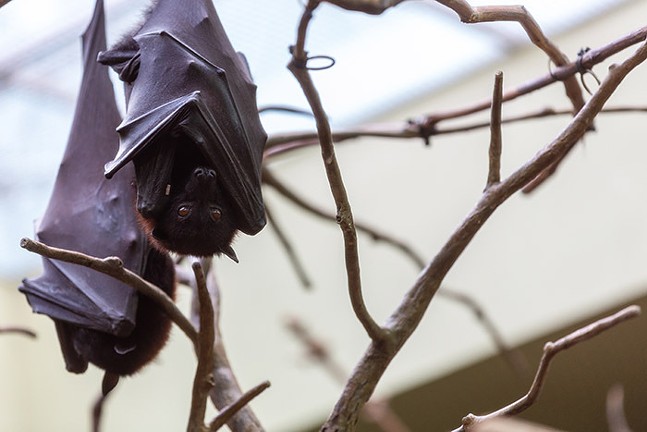 Two flying foxes hang upside-down in their enclosure at the National Aviary.