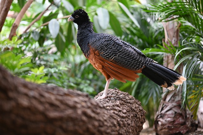 A Blue-billed Curassow bird with a brown belly and dark upper feathers perches on a branch.