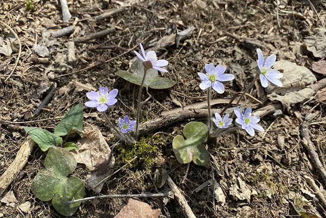 What climate change means for Pennsylvania’s spring wildflowers