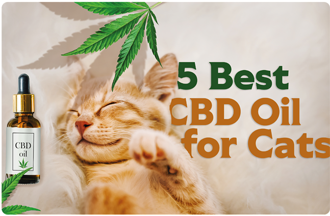 5 Best CBD Oil for Cats in 2024