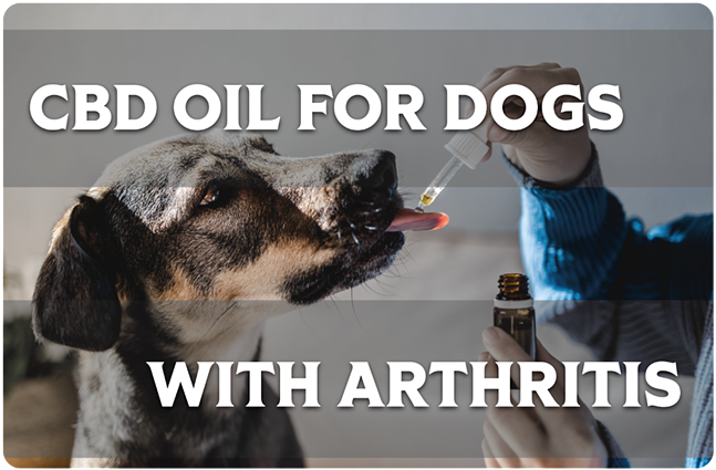 Relieving Arthritis Pain in Dogs with CBD Oil: Expert Advice
