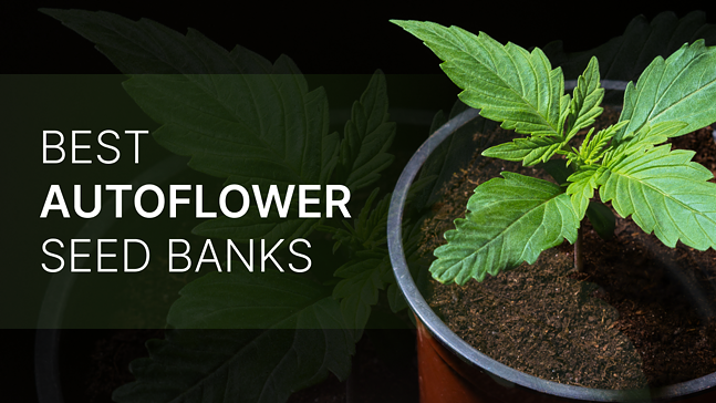 5 Best Autoflower Seed Banks of 2023