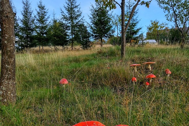 Amanita Muscaria: The Hot New Legal Psychedelic