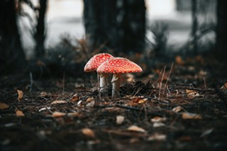 Amanita Muscaria: The Hot New Legal Psychedelic