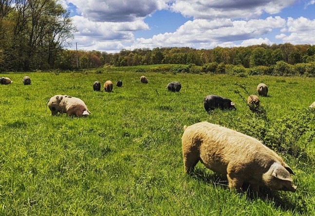 Pittsburgh's muddy history as a pig paradise