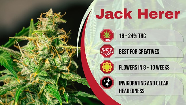 The 15 Best Weed Strains of 2024 With High THC: Indica, Sativa & Hybrid