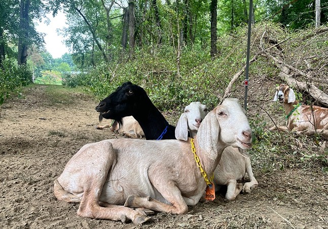 Goat Fest proves goats are the GOAT for landscaping in Pittsburgh