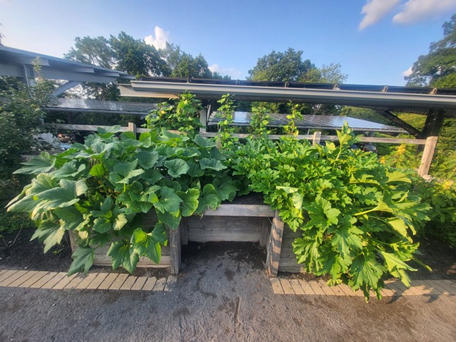 Broad green leaves spill from raised beds near a solar array