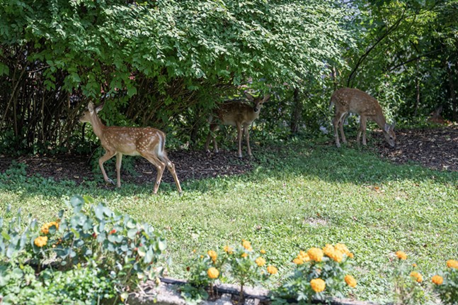 With their natural hunters gone, it falls to humans to handle Pittsburgh’s deer explosion