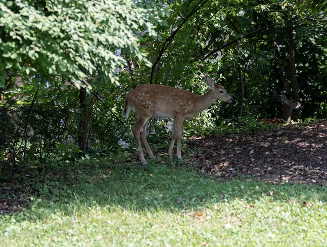 With their natural hunters gone, it falls to humans to handle Pittsburgh’s deer explosion