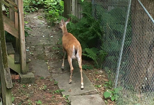 With their natural hunters gone, it falls to humans to handle Pittsburgh’s deer explosion