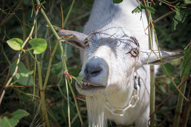 Allegheny GoatScape offers novelty, sustainability as the herd embarks on a mission to clean up Pittsburgh