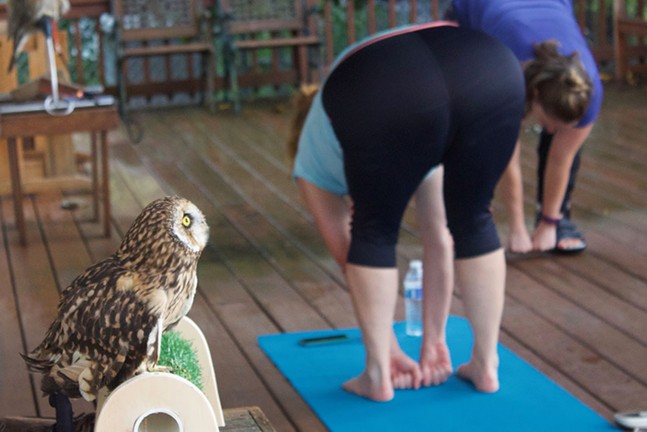 Humane Animal Rescue pairs yoga with owls
