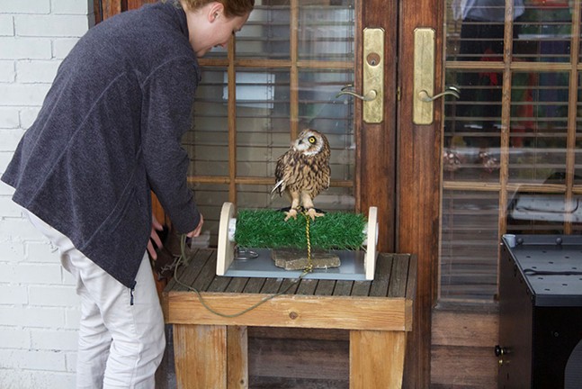Humane Animal Rescue pairs yoga with owls (2)