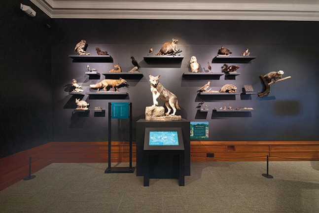 We Are Nature: Living in the Anthropocene at the Carnegie Museum of Natural History