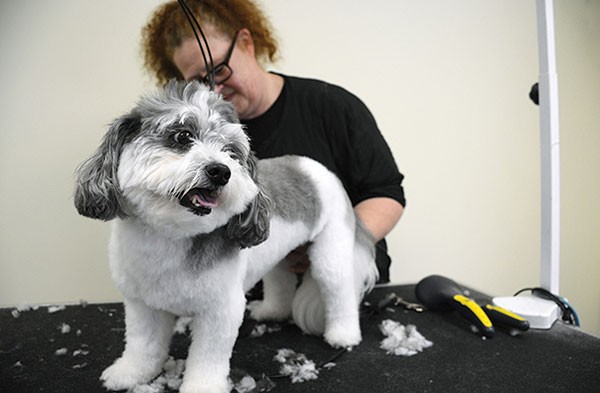 Kim Slater grooms three-year-old Leah at Pittsburgh's Dog Stop. See the before-and-after photos of Leah and her sister Lily in our photo slideshow below.