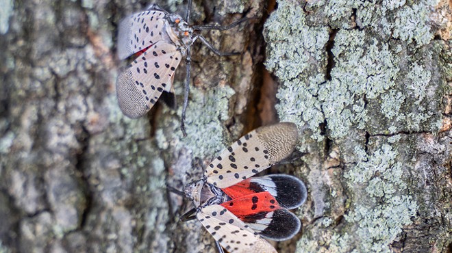 Agriculture experts advise you “look before you leave” to contain the spotted lanternfly
