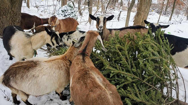 Your discarded Christmas tree could make a nutritious snack for landscaping goats