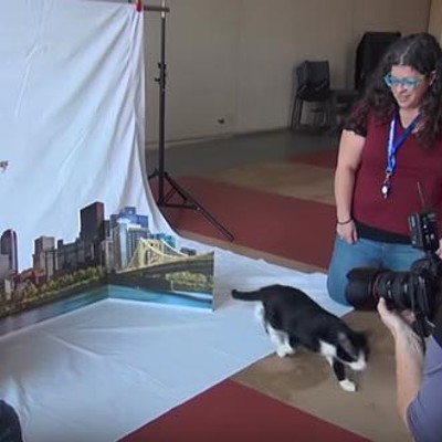 Behind-the-Scenes video of Pittsburgh City Paper’s Internet Cat Video Festival cover