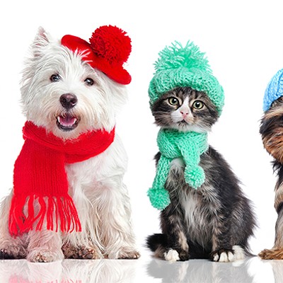 Help your furry friend withstand Pittsburgh winters with advice from these three local pet suppliers