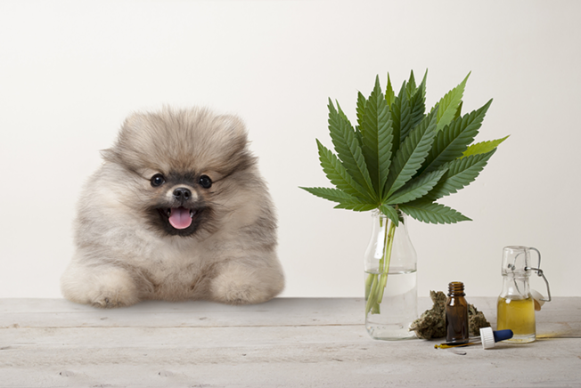 420 Sale: A Guide to Saving on CBD Oil for Dogs In 2023