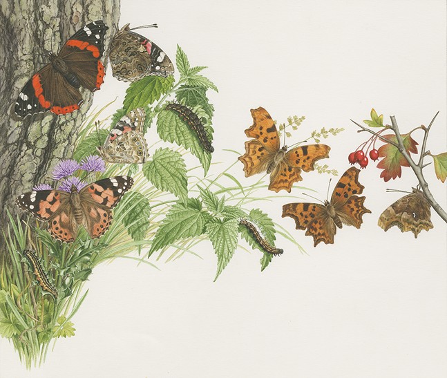 Spread No. 7: Nymphalidae; Vanessa atalanta; Vanessa cardui; Polygona c-album, watercolor on paper by John Wilkinson (1934–), 1975, 32 x 36.5 cm, for his and Michael Tweedie, Collins Handguide to the Butterflies and Moths of Britain and Europe (London, William Collins Sons & Co. Ltd., 1980, pp. 34–35), HI Art accession no. 8560.16, reproduced by permission of the artist.