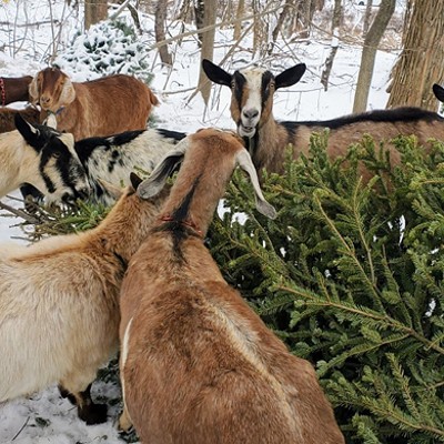 Your discarded Christmas tree could make a nutritious snack for landscaping goats